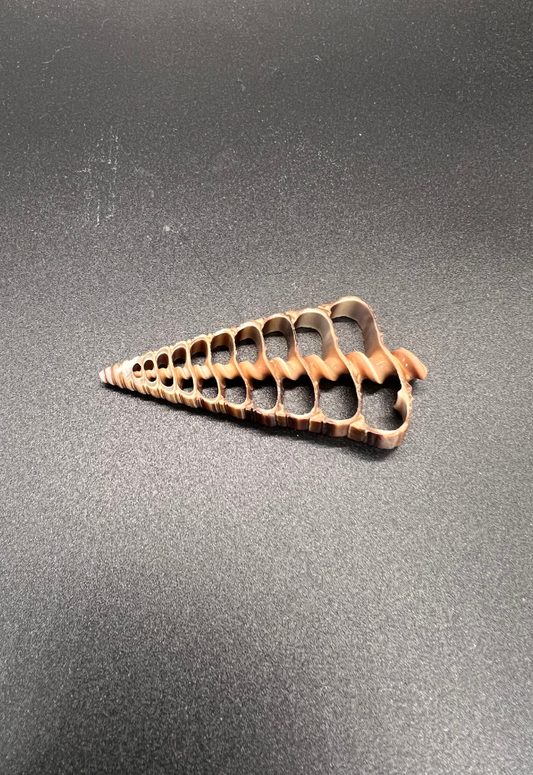 Center Slice Telescopium Telescopium,  Philippines