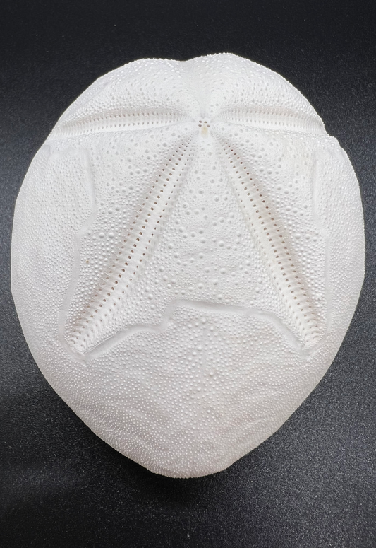 Heart Urchin, Metalia Sternalis, Florida