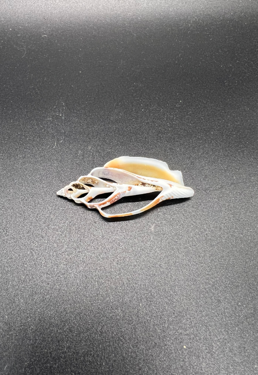 Center Slice Strombus Urceus, Philippines