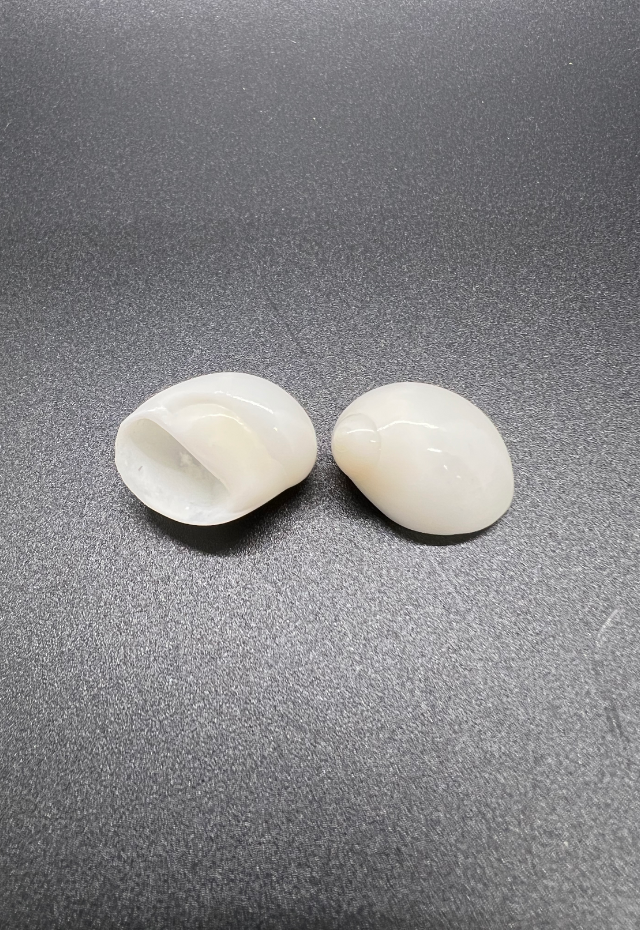 Polinices Mamilla, Mauritius