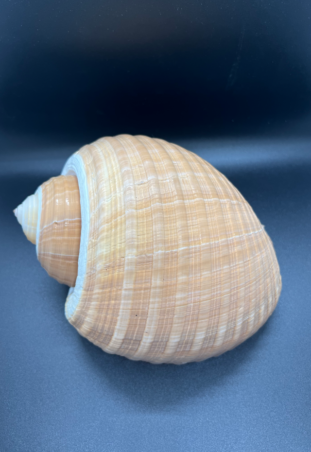 Tonna Olearis, Philippines