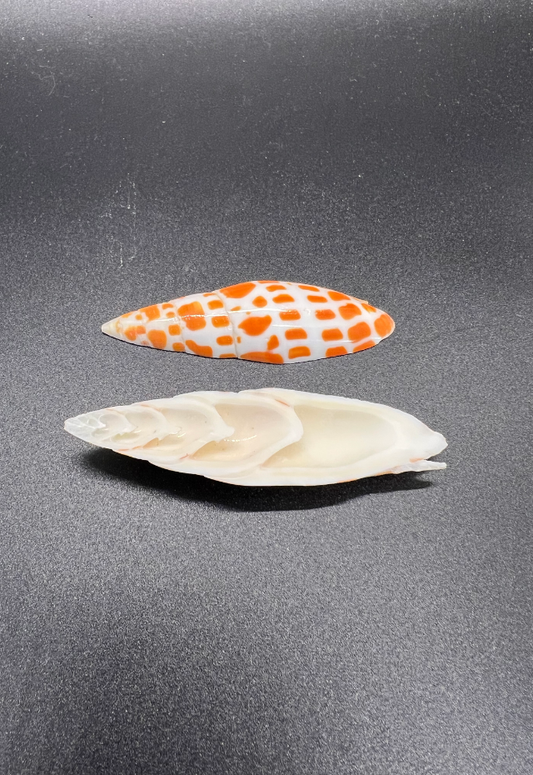 Split Mitra Mitra, Philippines