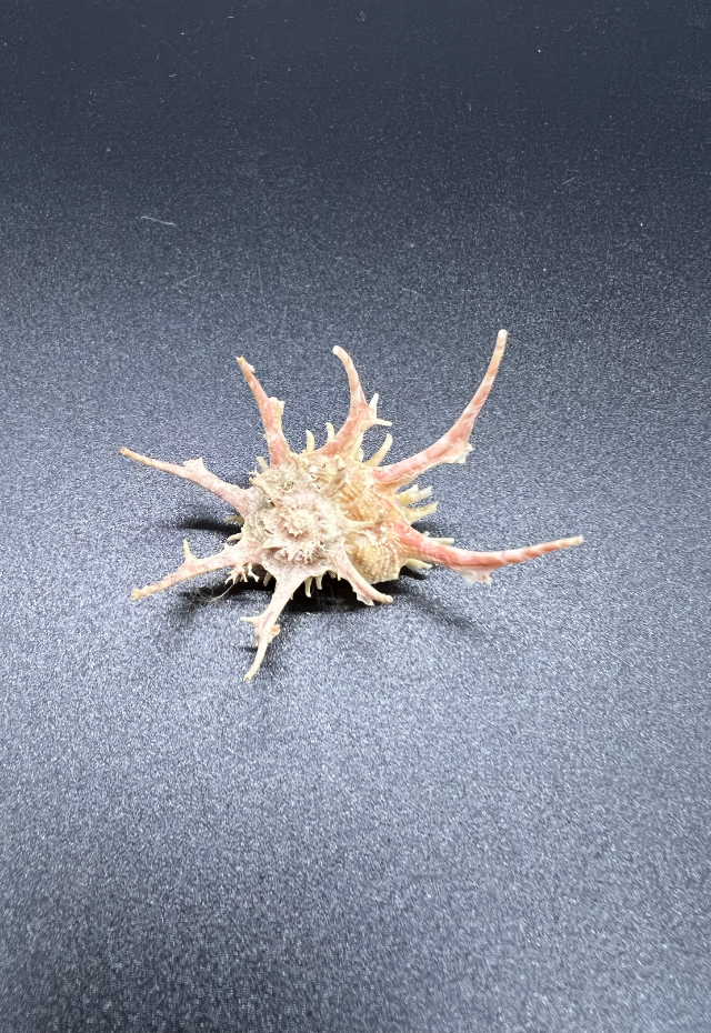 Angaria Vicdani, Philippines