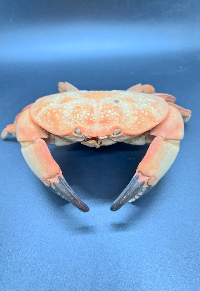 Atergatis Intergerrimus, Philippines