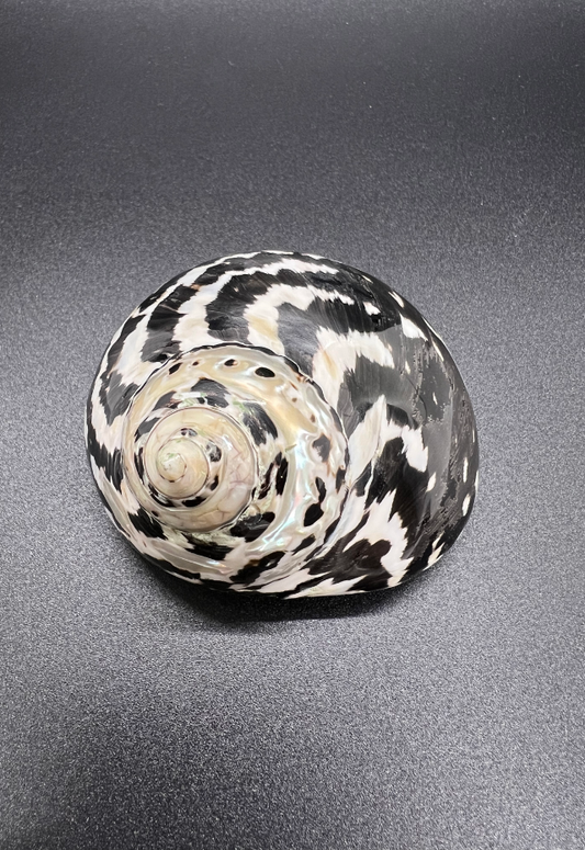 Polished Turbo Pica, Philippines