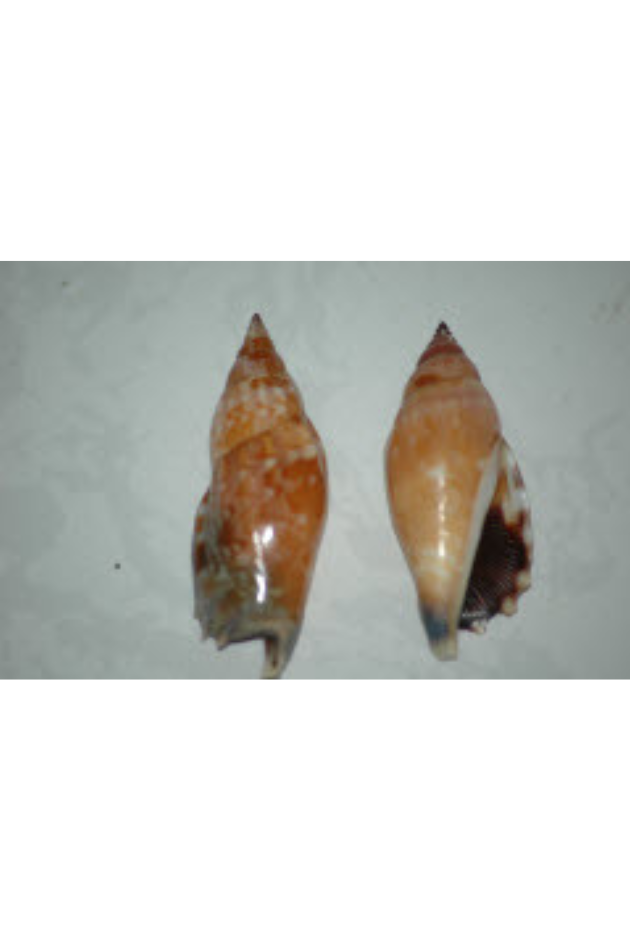 Strombus Dentatus, Philippines