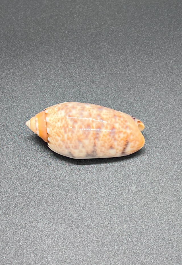 Oliva Annulata, Philppines