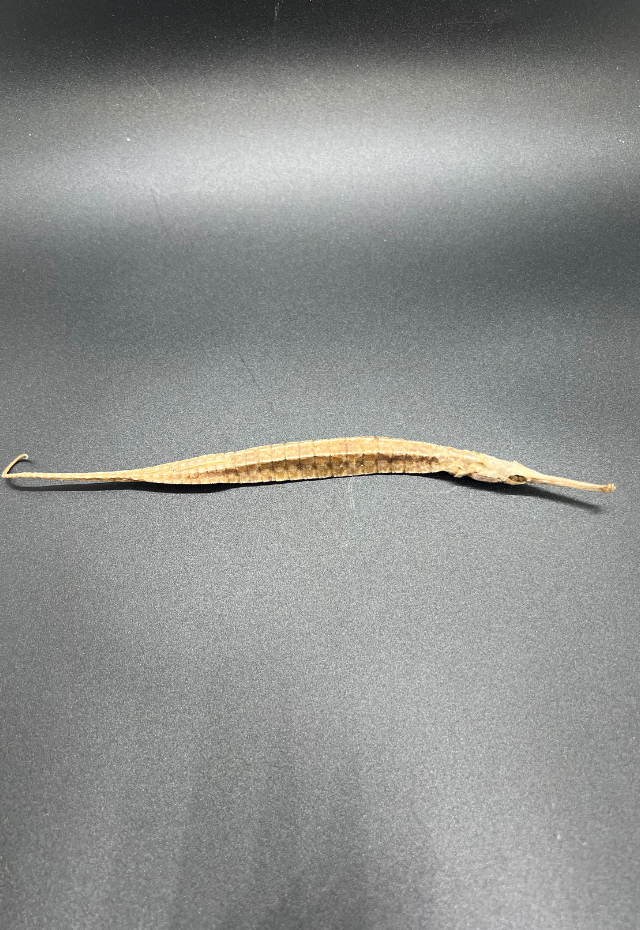 Pipe Fish, Philippines