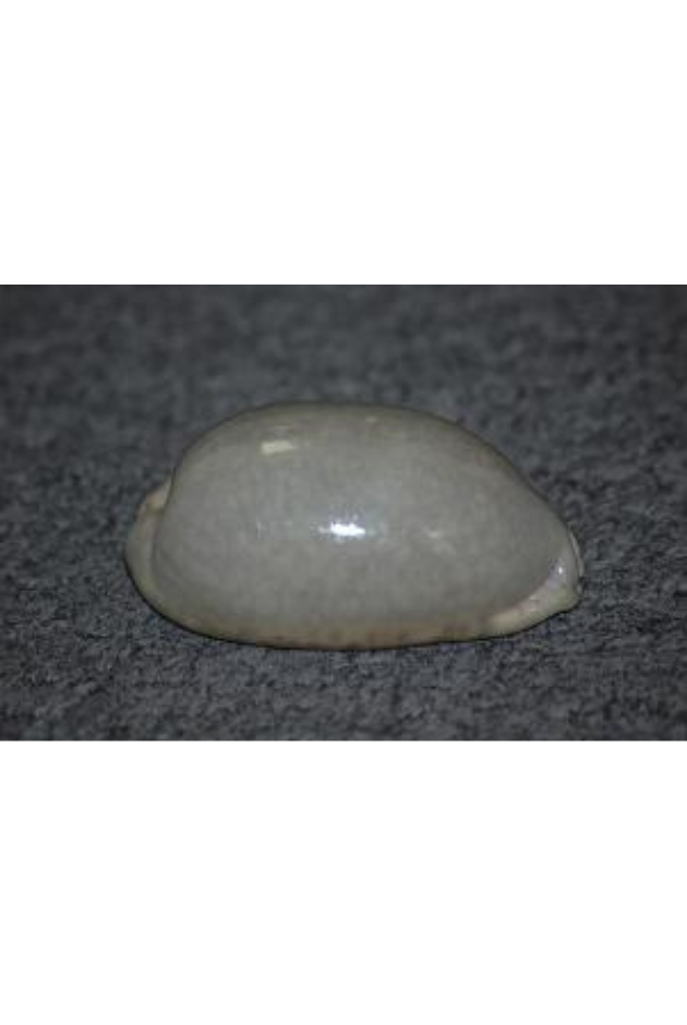 Cypraea Eglantina, Philippines (Green)