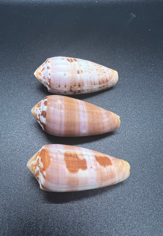 Conus Circumcisus, Philippines