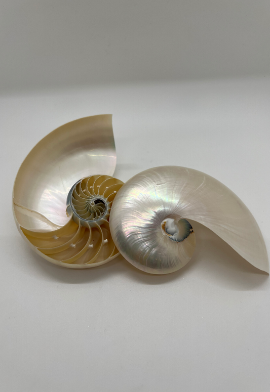 Pearlized Split Nautilus Pompilius, Philippines