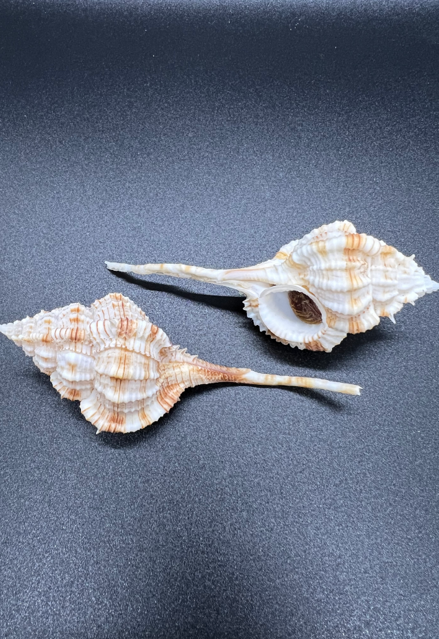 Murex Hirasei, Philippines