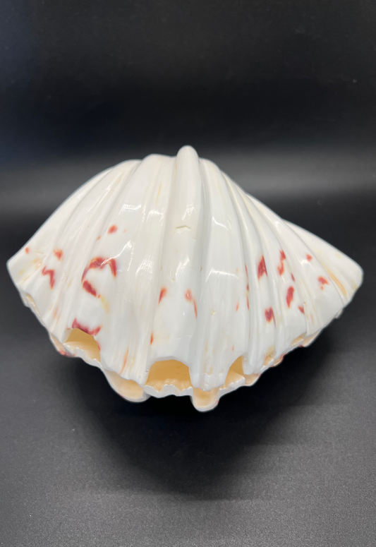 Polished Hippopus Pair, Philippines