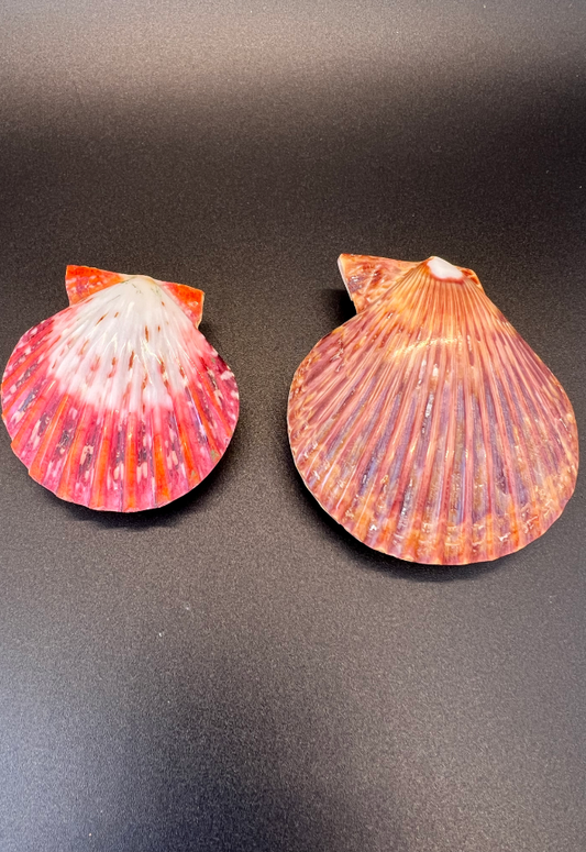 Polished Pecten Palium, Philippines