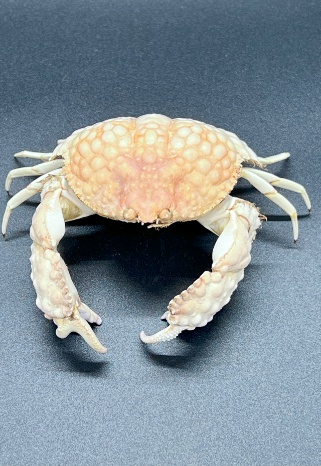 Callapa Capelliones, Philippines