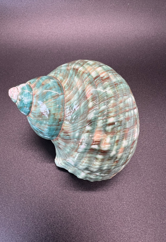 Turbo Burgess Natural (Polished) Philippines