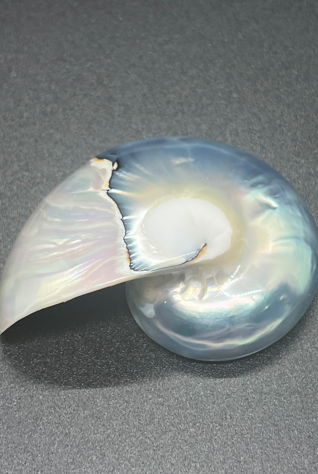 Nautilus Tiger Eye Half Cut White and Blue Singles