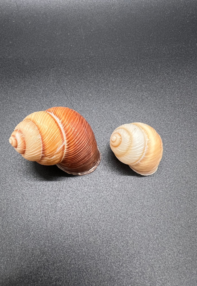 Camnea Arata, Philippines