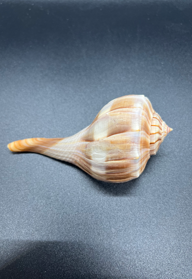 Busycon Contrarium, Florida