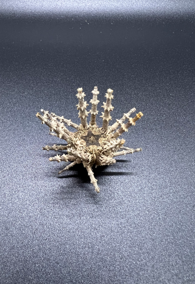 Thorned Spined Sea Urchin, Philippines