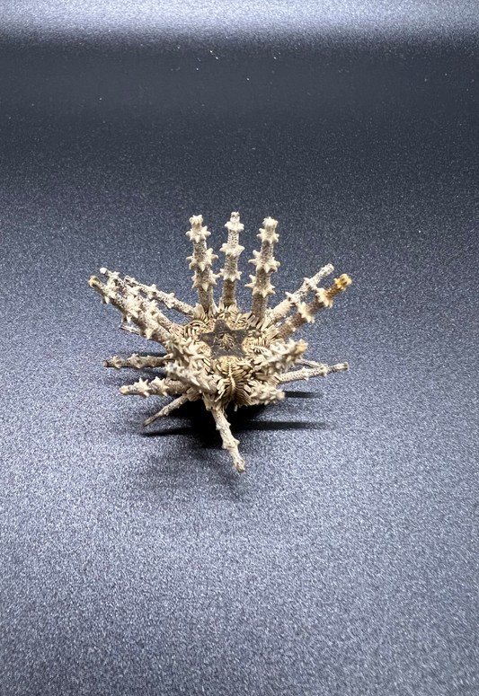 Thorned Spined Sea Urchin, Philippines