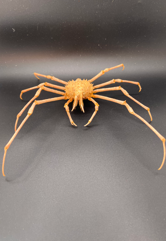 Spider Crab, Philippines (Hyas Araneus)