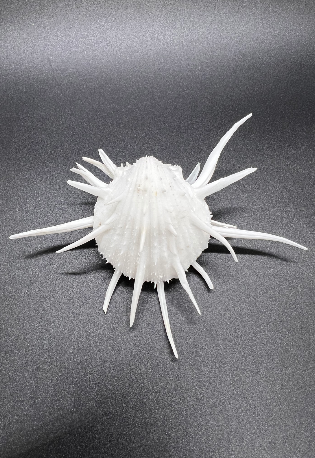 Spondylus Imperialis, Philippines