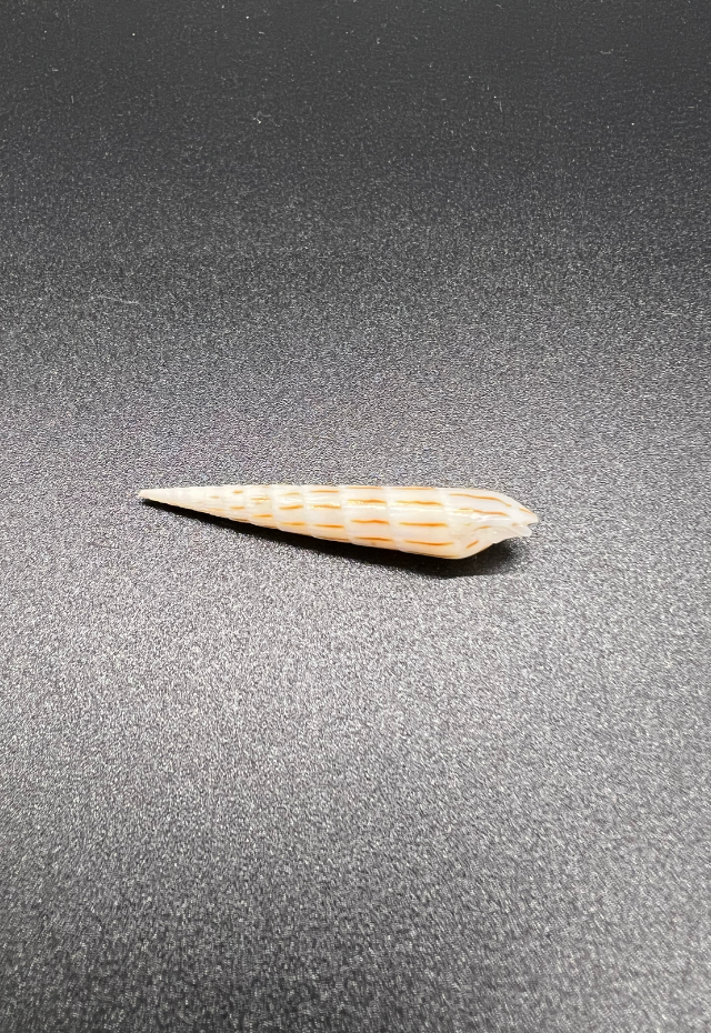 Terebra Lanceata, Philippines