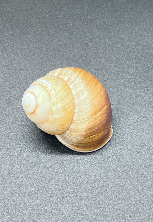 Helicostyla Philippiensis, Philippines