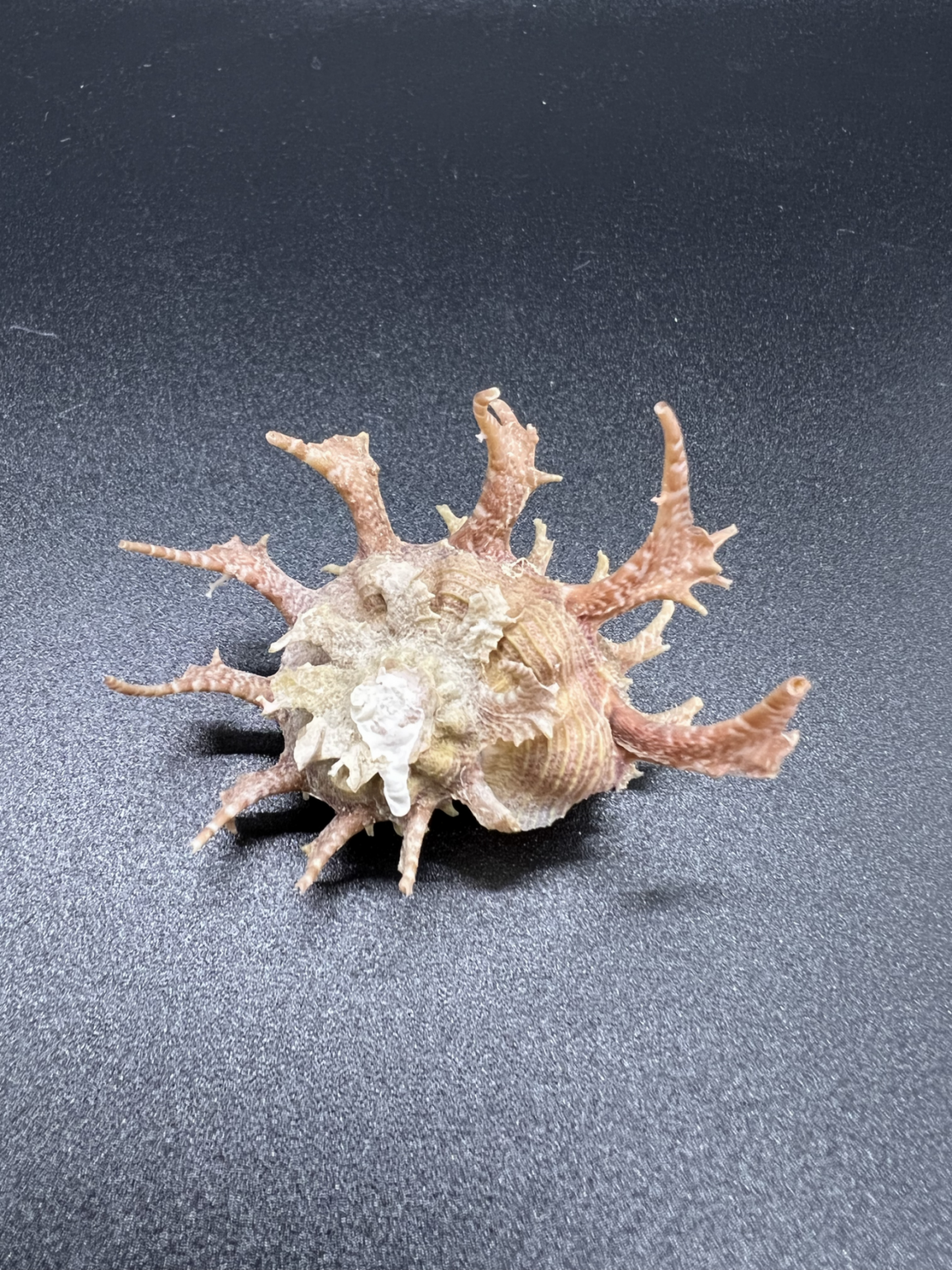 Angaria Sphaerula, Philippines