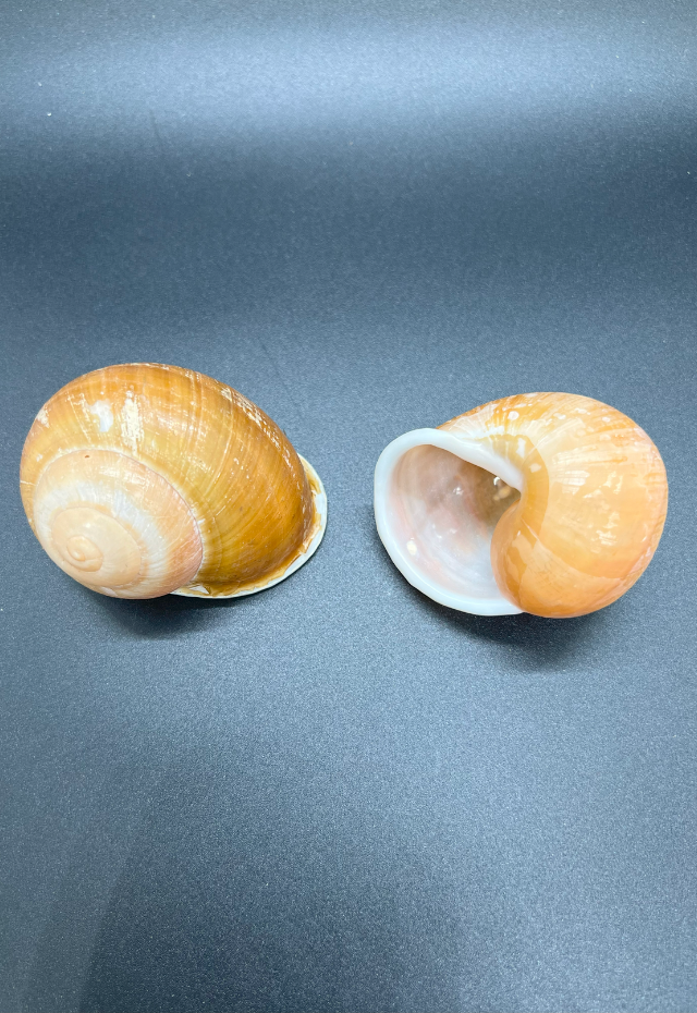 Helicostyla Samarensis, Philippines