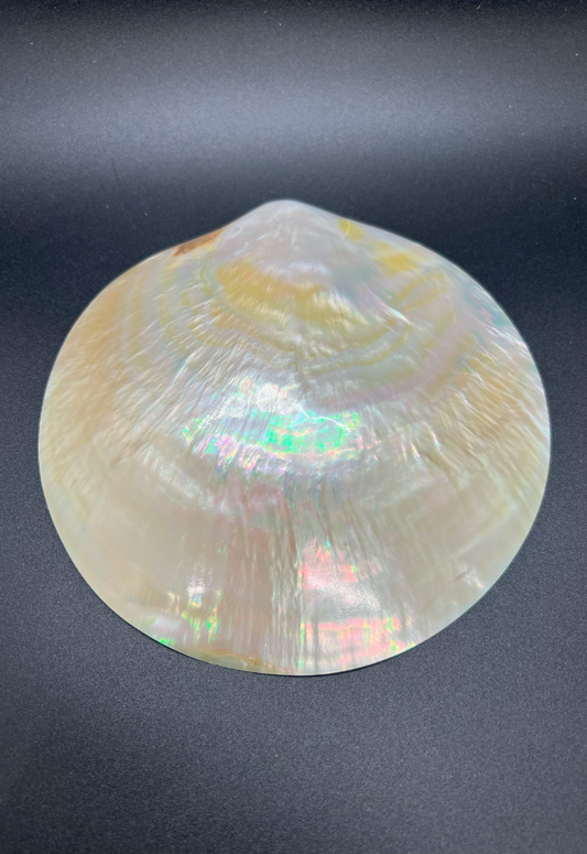 Pearlized  Mother of Pearl Goldlip