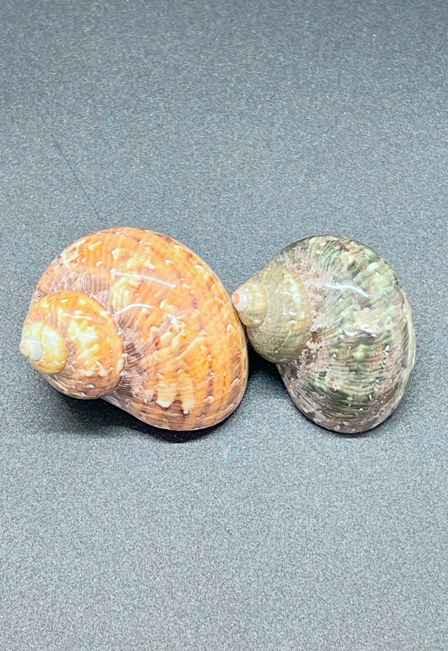 Polished Turbo Petholatus, Philippines, Singles