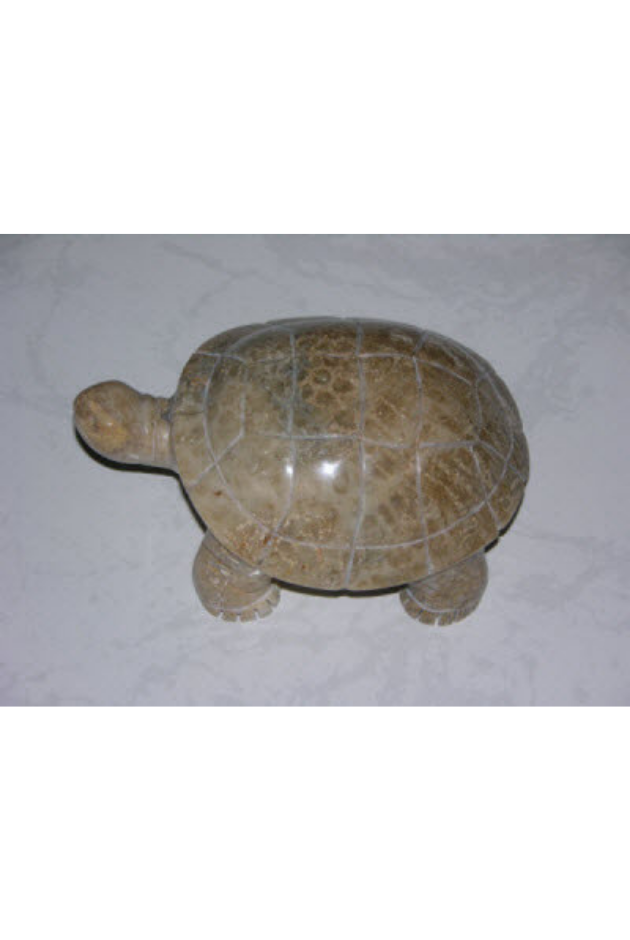 Fossil Coral, Philippines