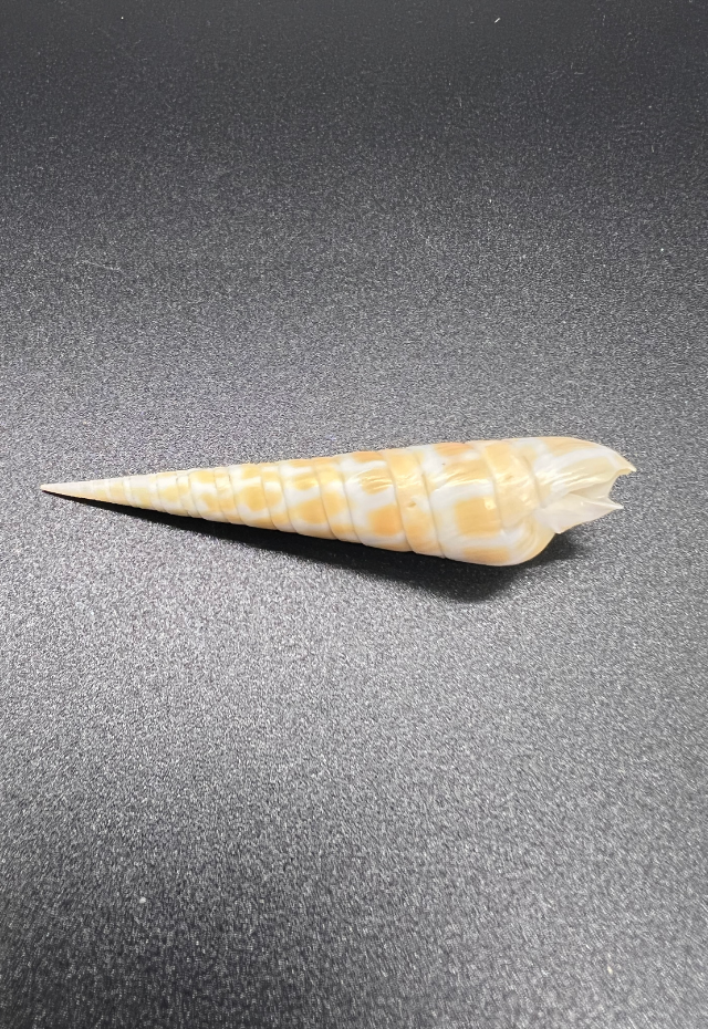 Terebra Dimidiata, Philippines