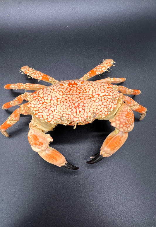 Callapa Crab, Philippines (Lophozozymus Pictor)