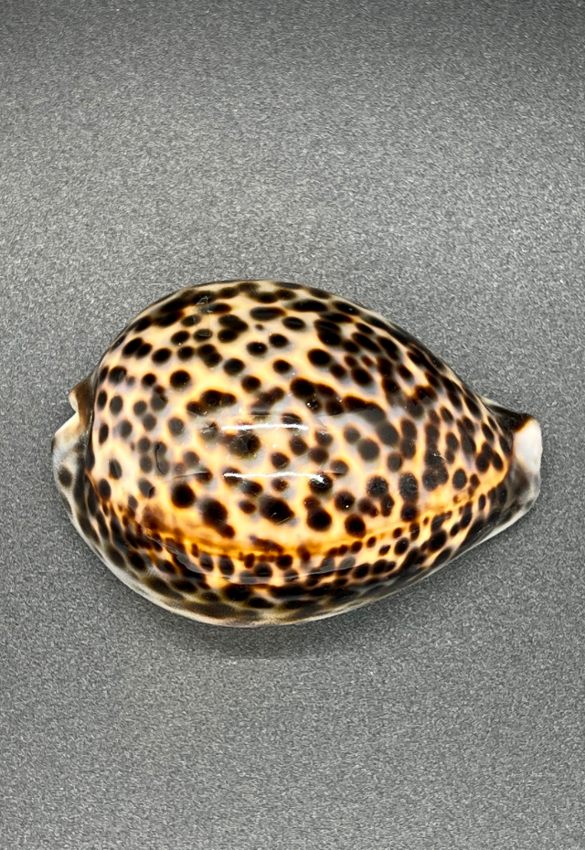 Cypraea Tigris, Philippines