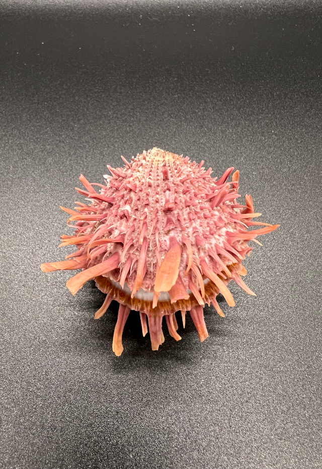Spondylus Barbatus, (Colored), Philippines
