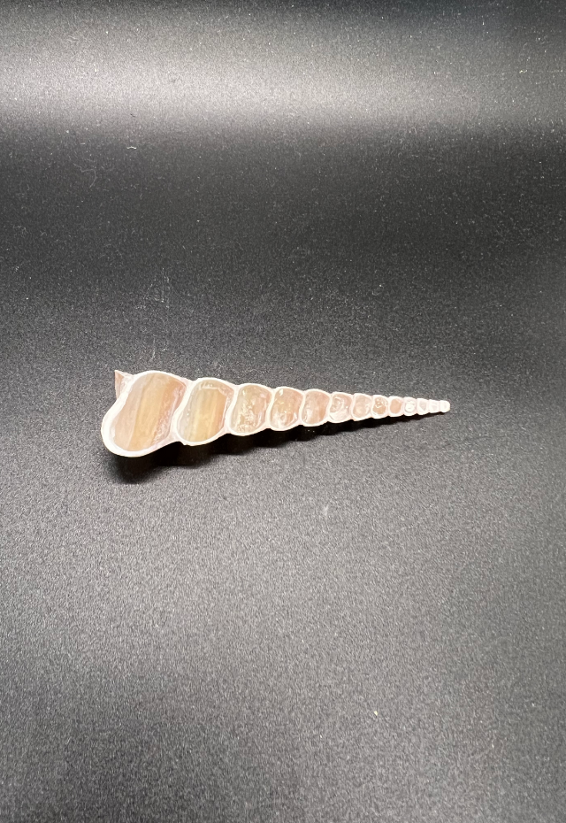 Split Terebra Turitella, Philippines