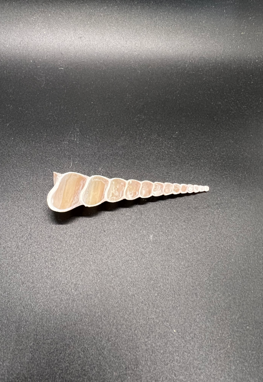 Split Terebra Turitella, Philippines