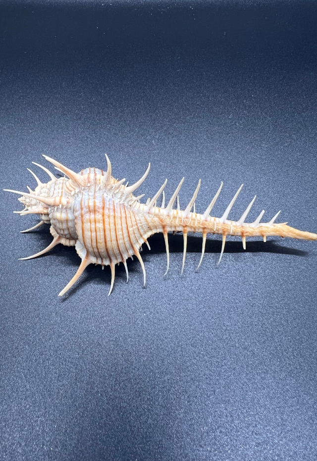 Murex Troscheli, Philippines