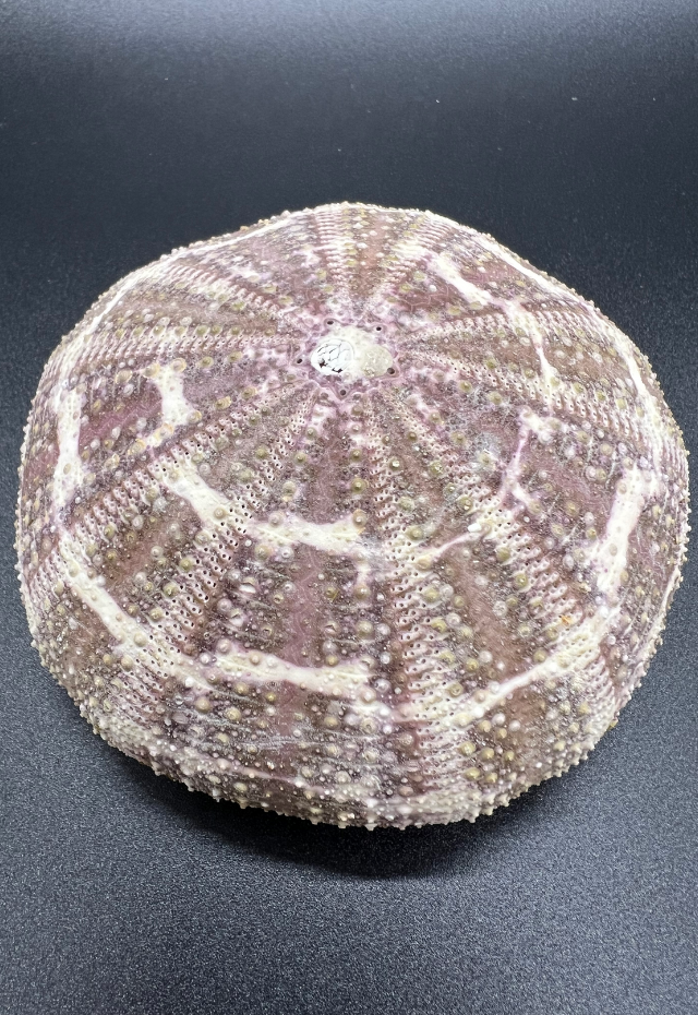 Alfonso Urchin, Philippines (Toxophuestes Pileolus)