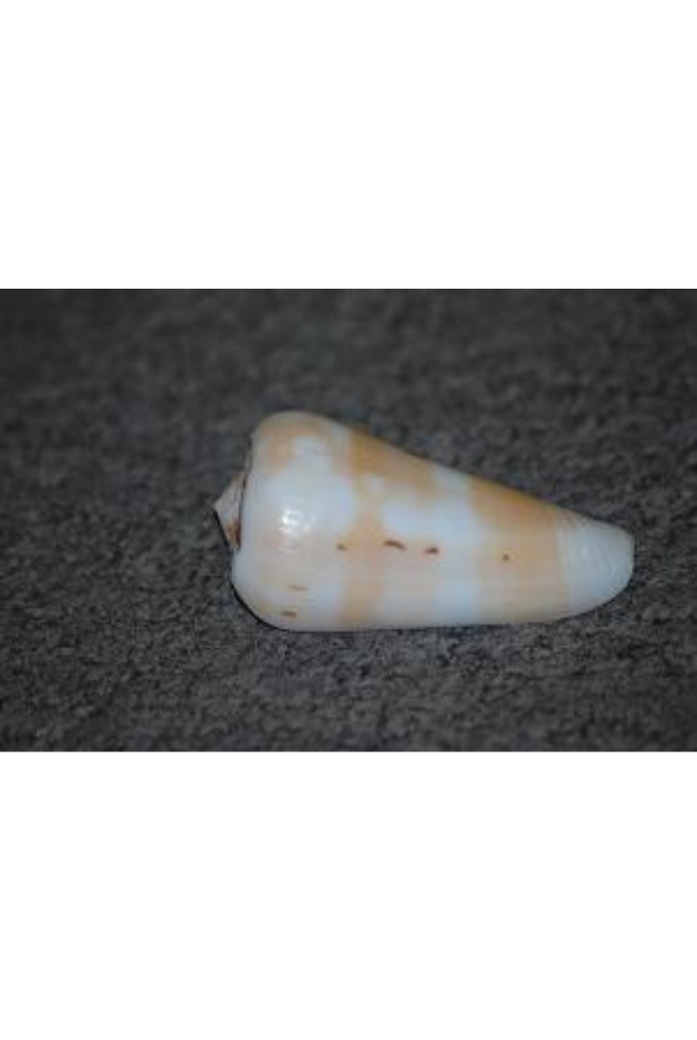 Conus Leehmani, Mauritius