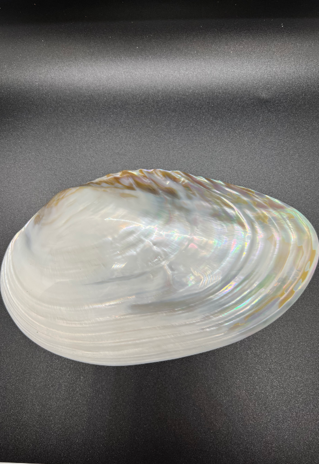 Pearlized Pseudonotata Complanata, Philippines