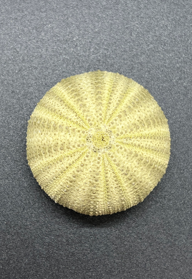 Sea Urchin Green Test, Salmacis Sphaeroides, Philippines