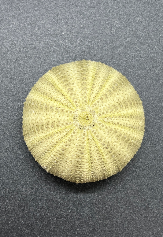 Sea Urchin Green Test, Salmacis Sphaeroides, Philippines