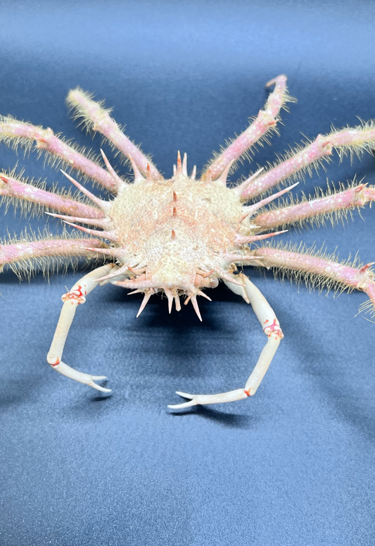 Paramaya Ouch, Philippines