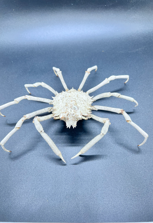 Micippa Cristata, Philippines