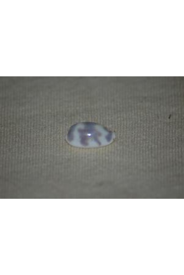 Cypraea Kieneri, Mauritius