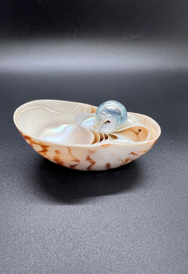 Nautilus Boat Natural, Philippines